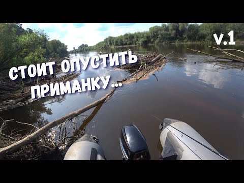 Видео: Окунь как очумелый | Рыбалка на Сосьве в августе.