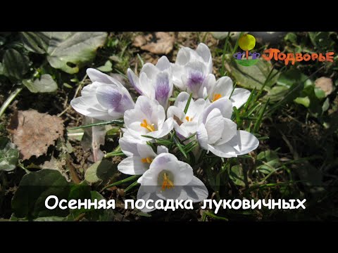 Видео: Осенняя посадка луковичных