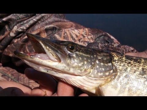 Видео: Ловля щуки на спиннинг ультралайт