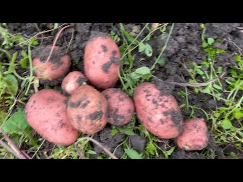Видео: Сегодня копаем «БАЛТИК ФАЭР»