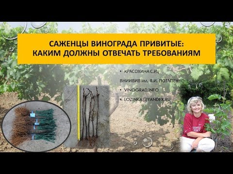 Видео: Саженцы винограда привитые, Красохина СИ, апрель 2017