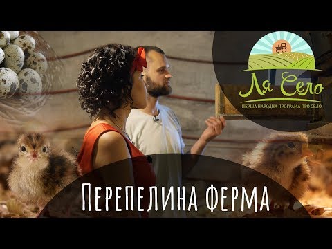 Видео: Перепелина ферма на Рівненщині