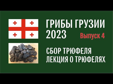 Видео: Грибы Грузии 2023. Выпуск №4. Начало октября, окрестности Тбилиси. Сбор трюфеля и лекция о трюфелях.