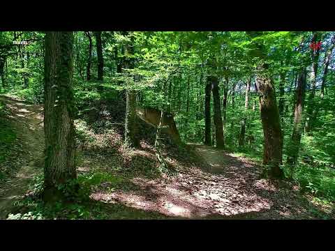 Видео: Літтній день у лісі!  4К