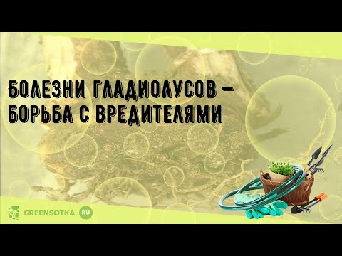 Видео: Болезни гладиолусов — борьба с вредителями
