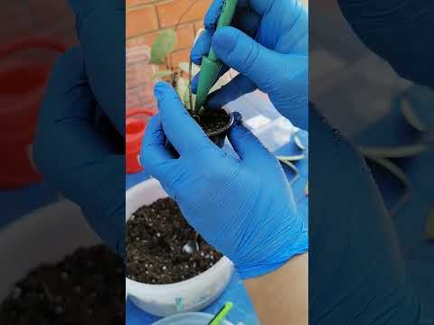 Видео: Черенкуем Хойю Сильвер доллар