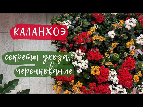 Видео: Каланхоэ | Секреты ухода, черенкование