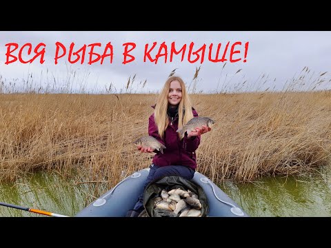 Видео: ЗАКИНУЛА ПОПЛАВОК В КАМЫШ И ПОНЕСЛАСЬ! Клюют один за другим! Жор карася весной!