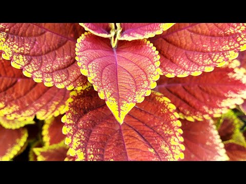 Видео: Лето 2025 (1 часть)