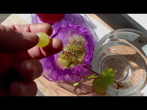 Видео: Виноград в Приморском Крае 🍇Молдова О. Г. 23брикс, даже после - 8градусов целая! 27.10.2025г.