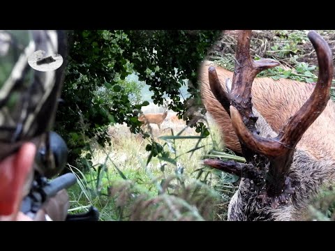 Видео: ОХОТА НА КОСУЛЮ В АВГУСТЕ - ДВЕ ЗОЛОТЫЕ МЕДАЛИ И ОДНА СЕРЕБРЯНАЯ!