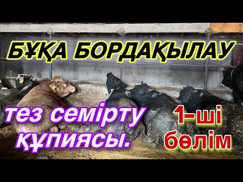 Видео: БҰҚА БОРДАҚЫЛАУ! Ауылда айына миллион әкелетін кәсіп!