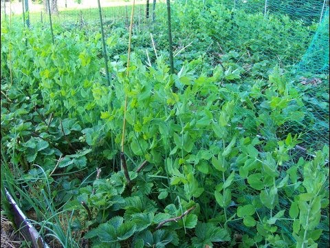 Видео: Земляника ,горшек,зеленый лук на одной грядке. Смешанные посадки.Гнездо медведки.