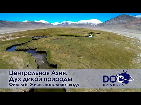 Видео: Центральная Азия.Дух дикой природы - Фильм 5. Жизнь наполняет воду - Документальный фильм