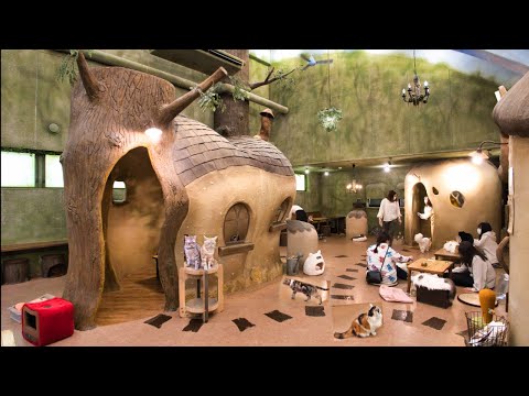 Видео: Кафе для кошек, похожее на сказочную страну - Темари но Оучи