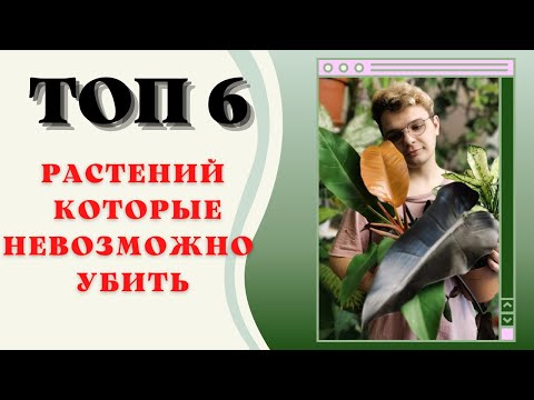 Видео: ТОП-6 Самых КРУТЫХ и Неприхотливых Растений!