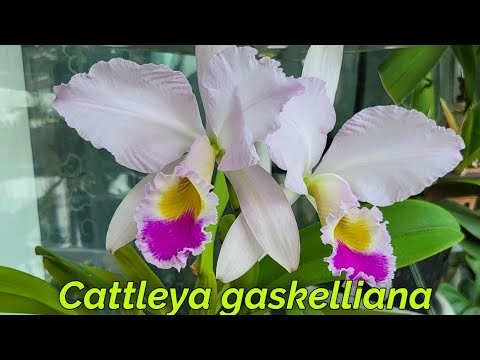 Видео: Cattleya gaskelliana очередное домашнее цветение.