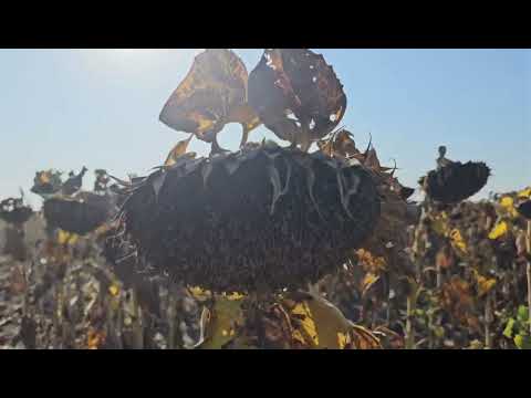 Видео: Уборка подсолнечника и результаты . No -till 24.09.2023