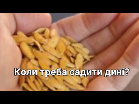 Видео: Найкращі дні для висадки дині навесні 2025 року. Особливості, секрети, поради.