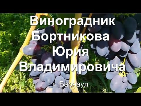 Видео: Алтайский край. #Барнаул. 2019 год. #Виноградник Бортникова Юрия Владимировича