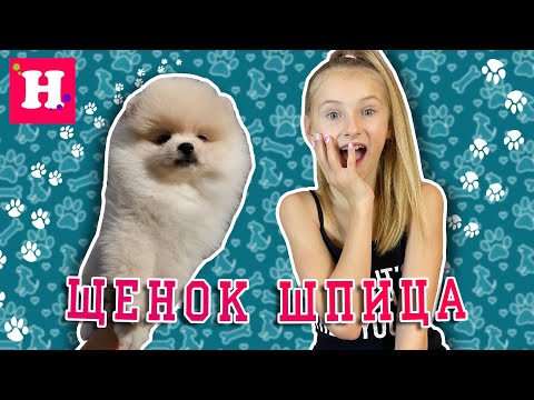 Видео: Щенок Померанского ШПИЦА // Шпиц девочка // Моя мечта сбылась мой щенок