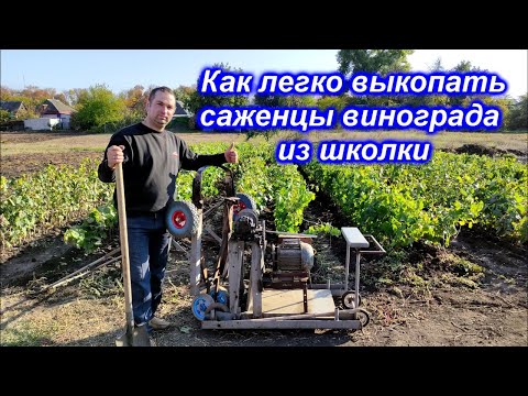 Видео: Как легко выкопать саженцы винограда из школки