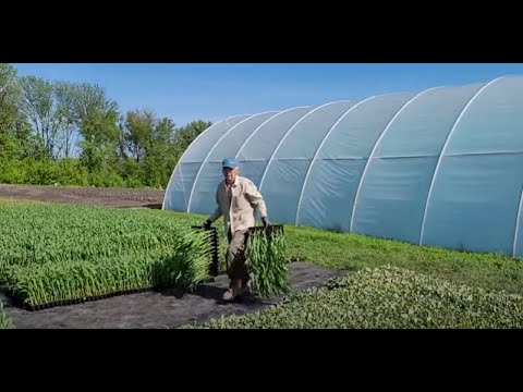 Видео: Закаляем рассаду кукурузы.