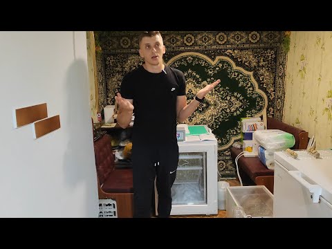 Видео: Как инкубировать перепёлок? Полный гайд для начинающих!