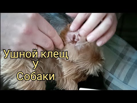 Видео: Ушной клещ у собаки. Лечение которое нам помогло. Йоркширский терьер