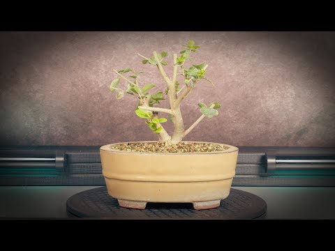 Видео: Обрезка бонсай из бирючины (дерево 28 - часть 1)