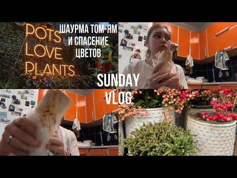 Видео: sunday vlog: едим шаурму том-ям и спасаем растения