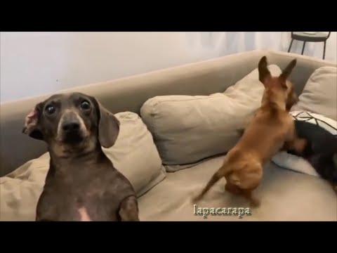 Видео: Самые смешные собаки Таксы The funniest Dachshund dogs