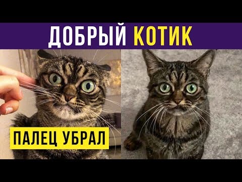Видео: Приколы с котами. Добрый котик | Мемозг #200