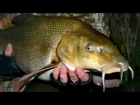 Видео: Ловим в диком лесу на КИЛЬКУ В ТОМАТНОМ СОУСЕ! #донка #усач #рыбалка