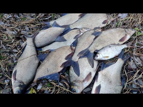 Видео: ЛЕЩ КЛЮЁТ! Уловистая Прикормка! На что ловить леща зимой РЕКА ДНЕСТР! Ловим КРУПНОГО ЛЕЩА В ЯНВАРЕ!