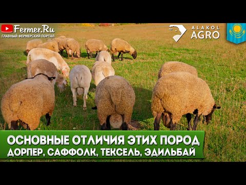 Видео: Эдильбаевские бараны без откорма, только пастбище! Реальные веса. Сравнение с дорпером и сфуфольком