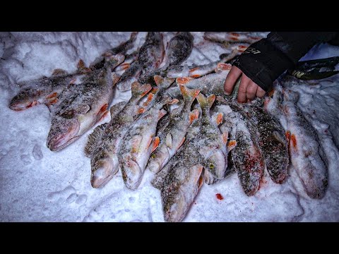 Видео: Вот эта РАЗДАЧА! Нашли МНОГО ОКУНЯ на ОЧЕНЬ ОПАСНОМ ЛЬДУ! Первый лед сезона 2024.