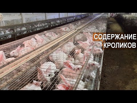 Видео: Содержание кроликов. Устройство кроликофермы Сергея Емельянова