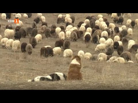 Видео: История за ферма с 400 каракачански овце, две деца и хубава жена, "Бразди" - 19.02.2022 по БНТ