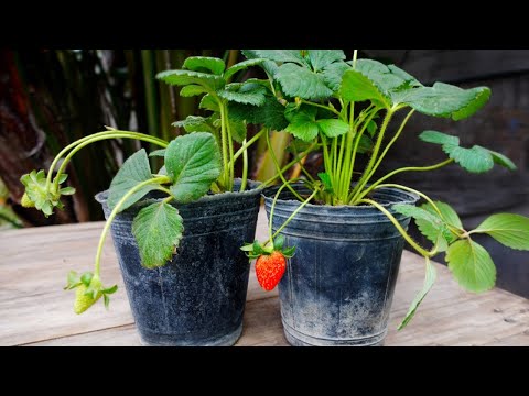 Видео: ✽ Как посадить клубнику ➤ из покупных растений 🍓