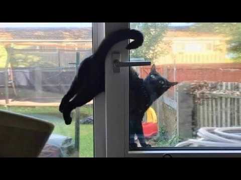 Видео: Это ваша ежедневная доза кошек. День 12.