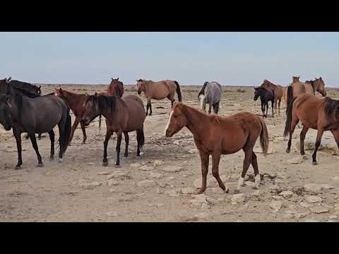 Видео: Таңғы жылқы суару