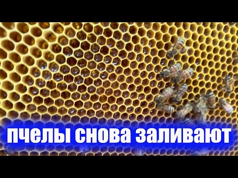Видео: Возможно вторая откачка меда из подсолнуха