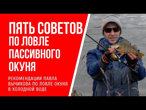 Видео: Пять советов по ловле пассивного окуня в холодной воде