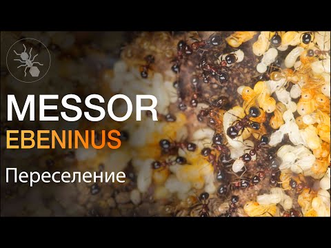 Видео: ПЕРЕСЕЛЕНИЕ ОГРОМНОЙ СЕМЬИ МУРАВЬËВ ЖНЕЦОВ ИЗ ИЗРАИЛЯ! Messor ebeninus - Большое Расширение!