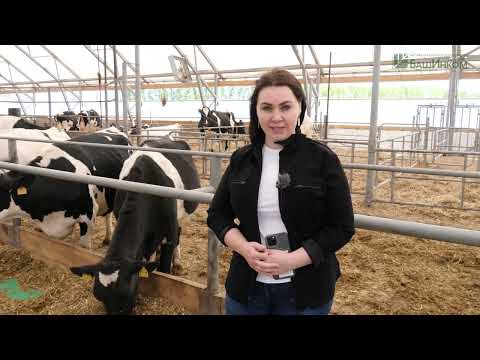 Видео: Пока корова отдыхает, Агробриз работает!