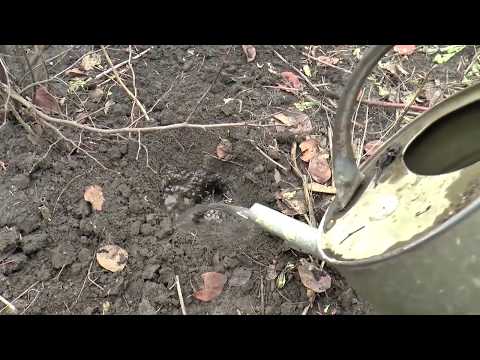 Видео: А как изгнать крота - самый эффективный метод