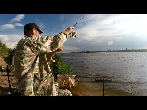 Видео: Удалось найти точку с плотвой. Шестой день в деревне на Оке.