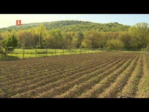 Видео: Как един буржоазен зеленчук се завърна отново по българските полета? "Бразди" - 21.05.2022 по БНТ