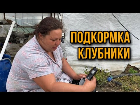 Видео: Чем я подкармливаю клубнику?